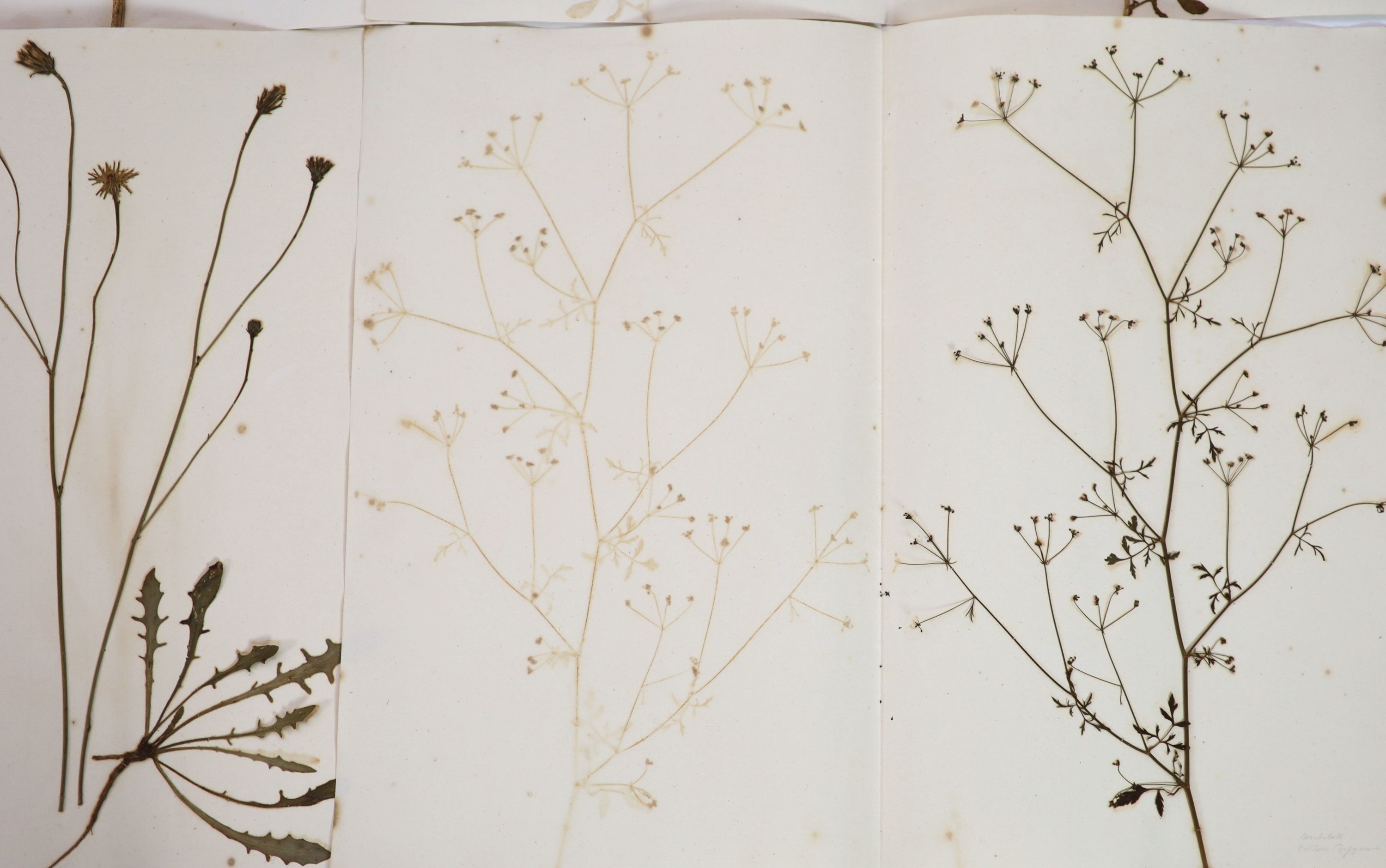 A folio of early 19th century dried botanical specimens on paper, Largest 47 cm X 28 cm (89 specimens)